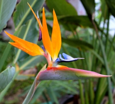 Papier peint  Profil d'un superbe Strelitzia Reginae communément appelé oiseau de paradis Fleur après une pluie tropicale dans la Riviera Maya, au Mexique