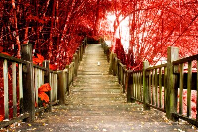 Papier peint  Promenade en automne sur des escaliers