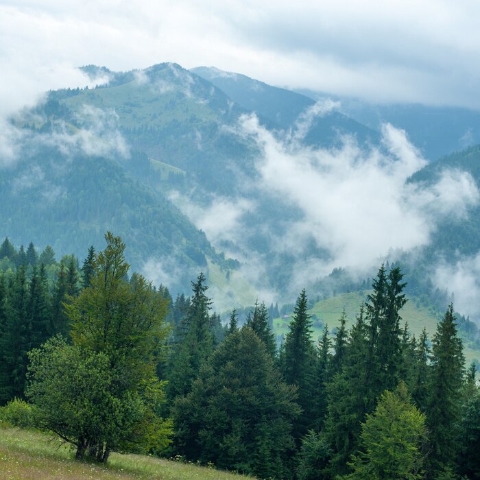 Papier peint  Promenade en montagne parmi les arbres