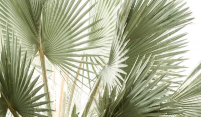 Papier peint  Propagation des palmiers