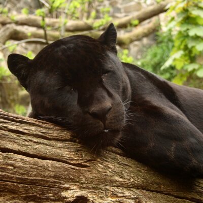 Papier peint  Puma noir couché dans la forêt