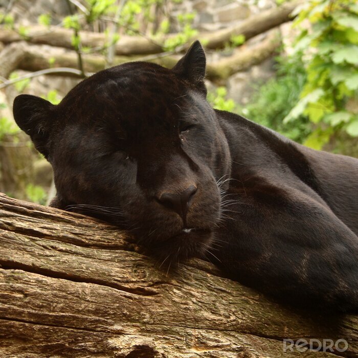 Papier peint  Puma noir couché dans la forêt