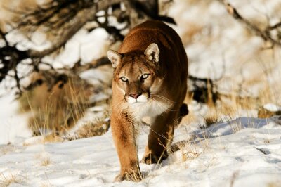 Puma roux sur la neige