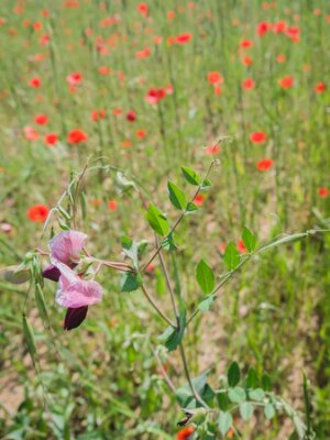 Papier peint  Purple colored wild flower in a field of brightly red colored poppy flowers in spring