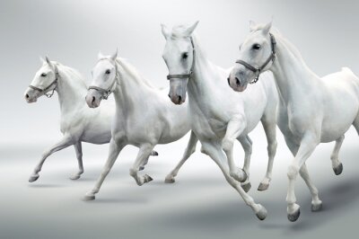 Papier peint  Quatre chevaux en mouvement