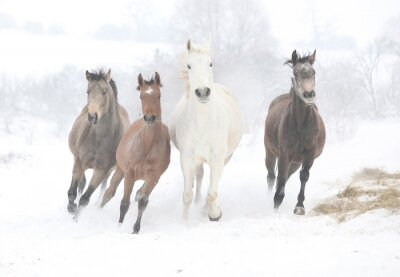 Quatre chevaux qui courent dans la neige