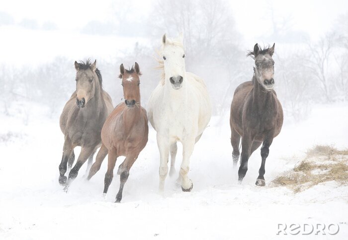 Papier peint  Quatre chevaux qui courent dans la neige