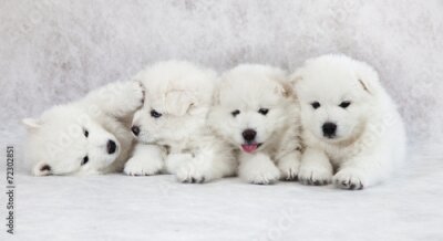 Papier peint  Quatre chiots blancs