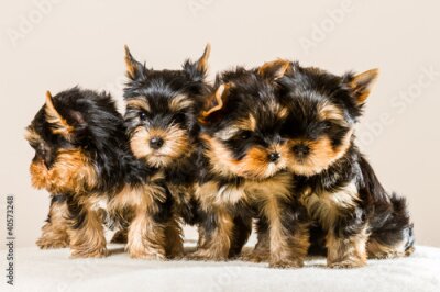 Papier peint  Quatre chiots Yorkshire