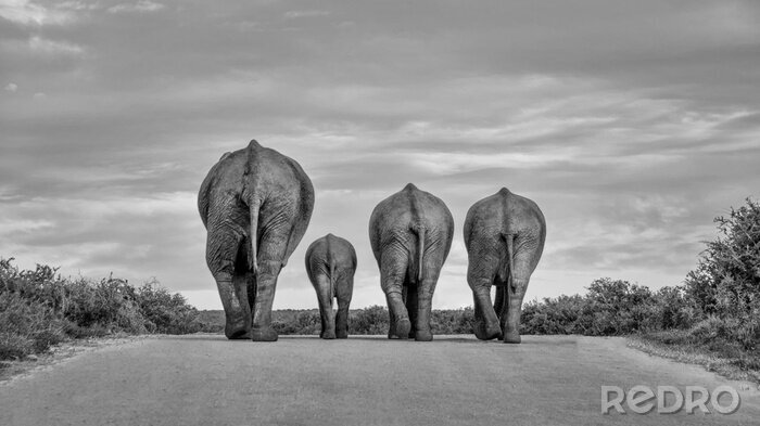 Papier peint  Quatre éléphants sur un chemin