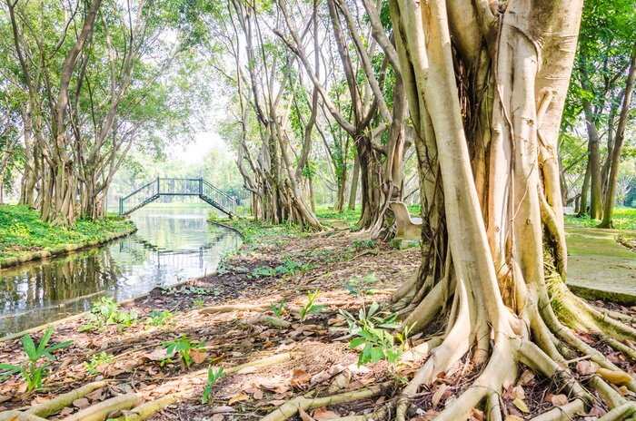 Papier peint  Racines d'arbres découvertes