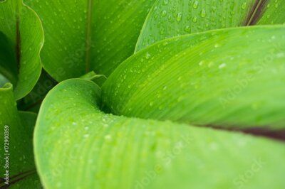 Papier peint  Raindrops on leaves (Strelitzia, or Bird of paradise leaves)