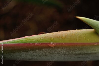 Papier peint  raindrops on the tip of a strelitzia