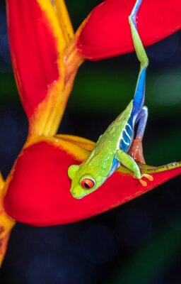 Papier peint  Rainette aux yeux rouges (Agalychnis callidryas) grimpant le soir au strelitzia, Alajuela, Costa Rica.