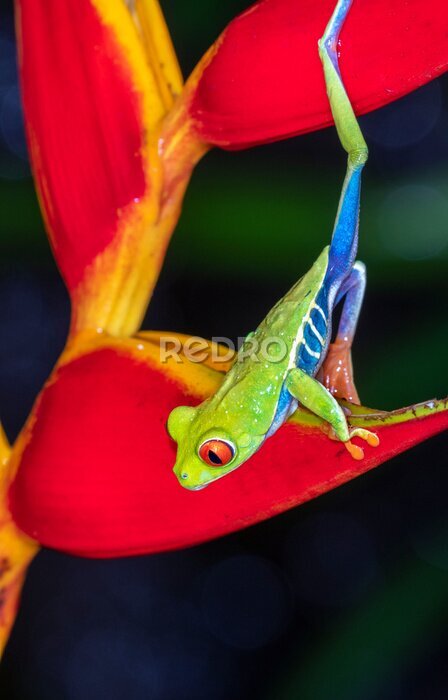 Papier peint  Rainette aux yeux rouges (Agalychnis callidryas) grimpant le soir au strelitzia, Alajuela, Costa Rica.