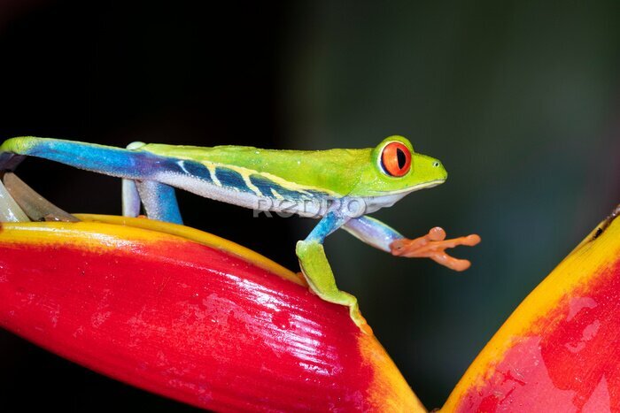 Papier peint  Rainette aux yeux rouges (Agalychnis callidryas) grimpant le soir au strelitzia, Alajuela, Costa Rica.
