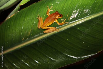 Papier peint  rainette cubaine sur une feuille d'un Strelitzia