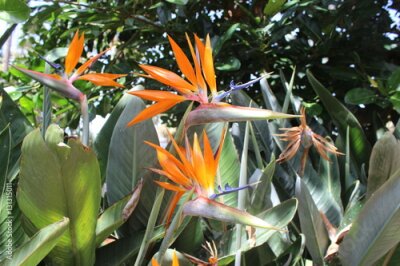 Papier peint  Rajski ptak - Strelitzia reginae