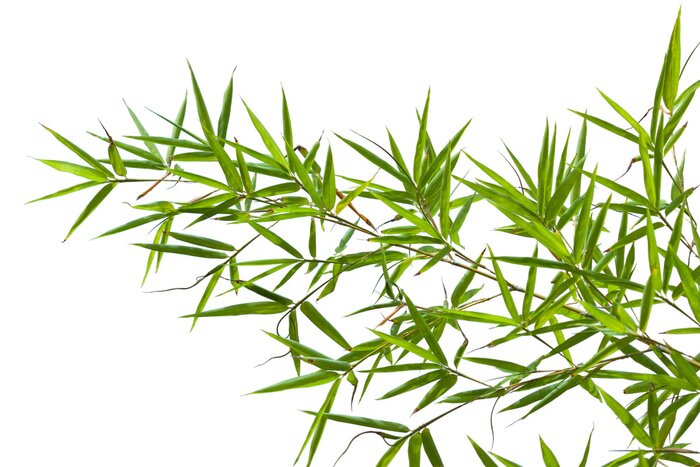 Papier peint  Rameau de feuilles de bambou sur fond blanc