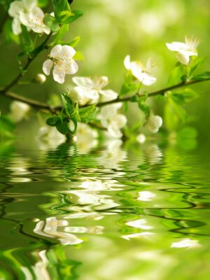 Papier peint  Rameau fleuri dans la nature