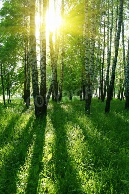 Papier peint  Rayons de soleil dans la forêt de bouleaux