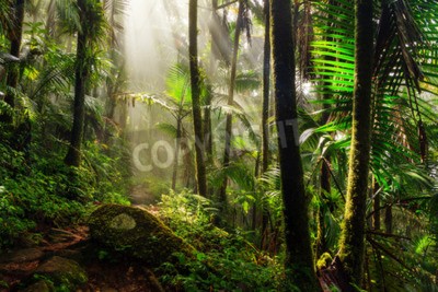 Papier peint  Rayons de soleil dans la jungle