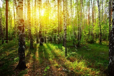 Papier peint  Rayons de soleil dans une forêt de bouleaux