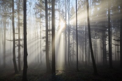 Papier peint  Rayons de soleil parmi les arbres dans une forêt brumeuse