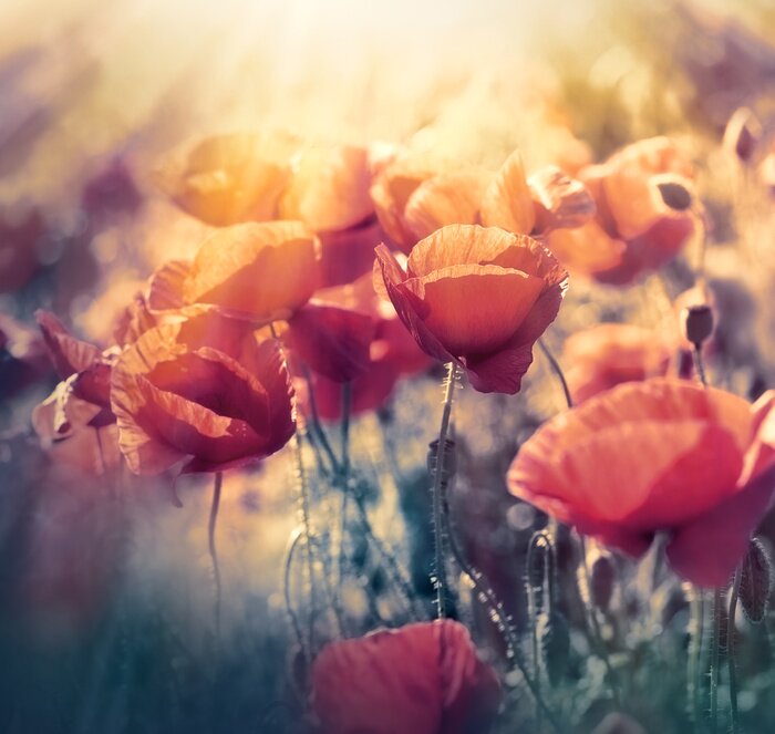 Papier peint  Rayons de soleil parmi les coquelicots