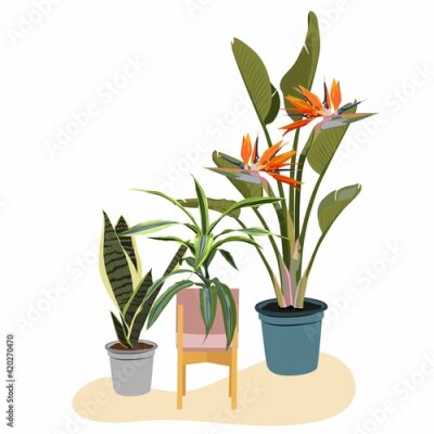 Papier peint  Realistic floor house green plants set with flowers. Isolated on white illustration icon in white pot. Exotic strelitzia in pot.
