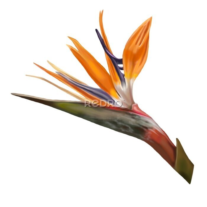 Papier peint  Realistic illustration of the Strelitzia flower. Watercolor orange strelitzia.