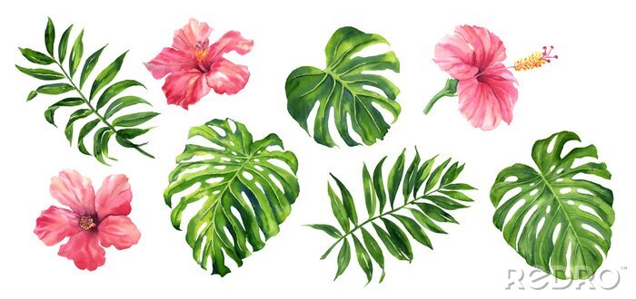 Papier peint  Realistic tropical botanical foliage plants. Set of tropical leaves and flowers: green palm neanta, monstera, hibiscus. Hand painted watercolor illustration isolated on white.