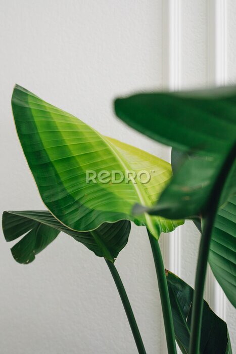 Papier peint  recently unfurled leaf on banana leaf plant, Strelitzia nicola or giant white bird of paradise