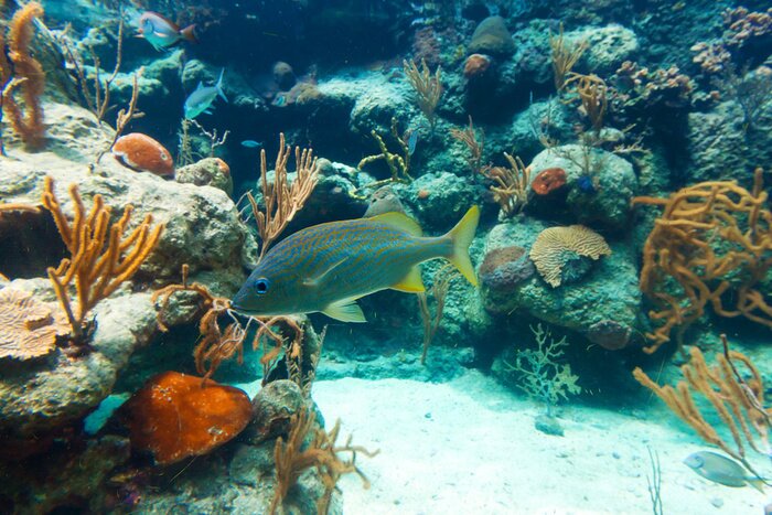 Papier peint  Récif corallien au Mexique