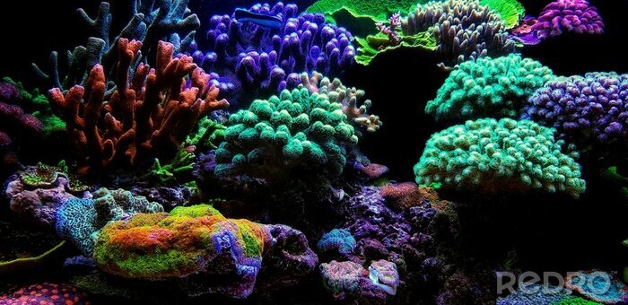 Papier peint  Récif corallien d'aquarium