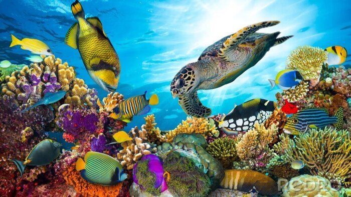 Papier peint  Récif corallien et animaux marins