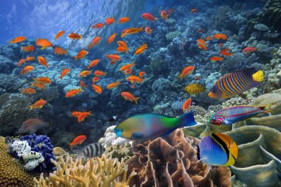 Papier peint  Récif corallien et poissons arc-en-ciel