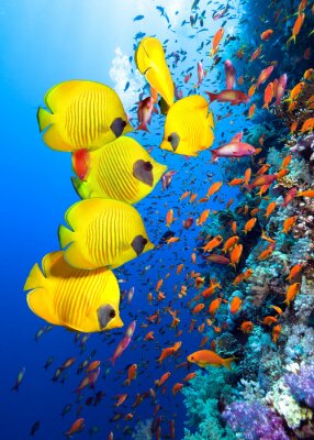 Récif corallien et poissons de l'océan