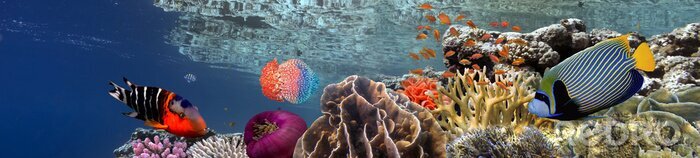 Papier peint  Récif corallien et poissons en 3D