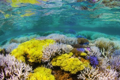 Récif corallien fluorescent
