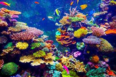 Papier peint  Récif corallien multicolore