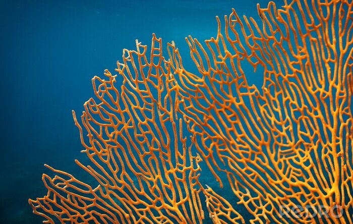 Papier peint  Récif corallien orange sur fond bleu
