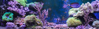 Papier peint  Récif corallien panoramique avec des poissons