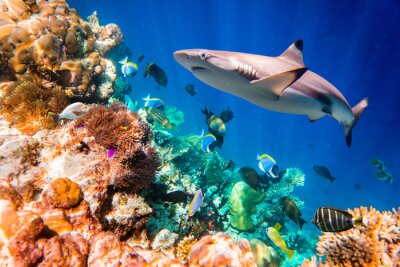 Récif corallien tropical et requin