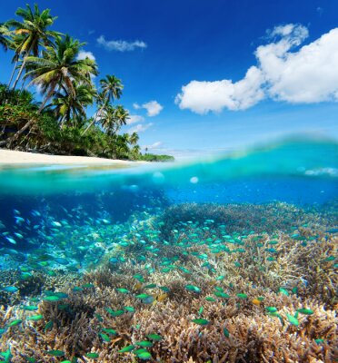Papier peint  Récif de corail dans l'océan exotique