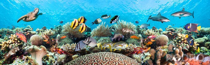 Papier peint  Récif de corail et poissons dans l'océan