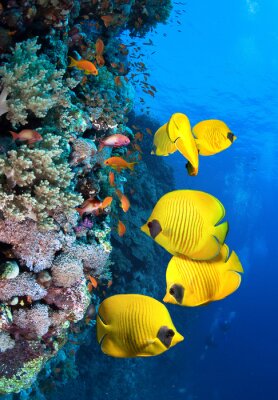 Papier peint  Récif de corail jaune et poissons