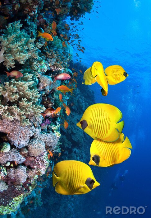 Papier peint  Récif de corail jaune et poissons