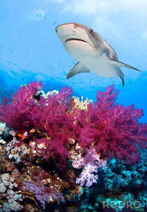 Papier peint  Récif de corail rose et requin