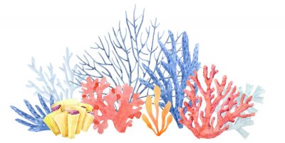 Papier peint  Récif de corail sur fond blanc